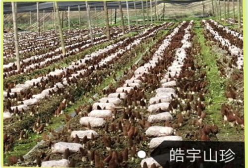 &#26131;&#28216;&#40;&#20013;&#22269;&#41;&#121;&#105;&#121;&#111;&#117;