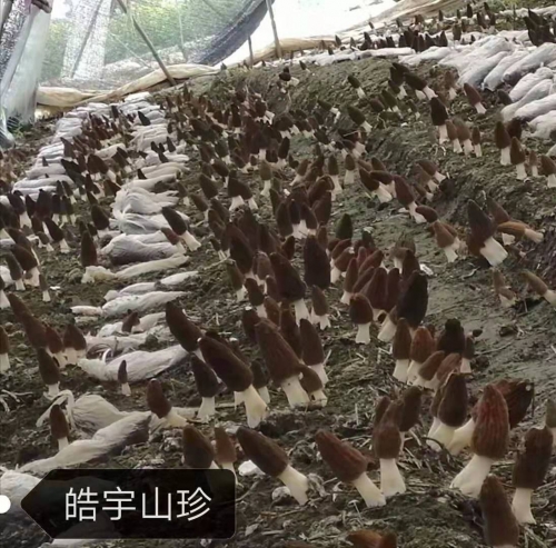 &#26131;&#28216;&#40;&#20013;&#22269;&#41;&#121;&#105;&#121;&#111;&#117;